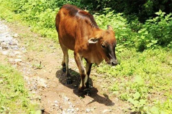 天台黄牛(图1) 天台黄牛(图1)