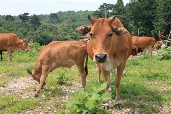 天台黄牛(图2) 天台黄牛(图2)