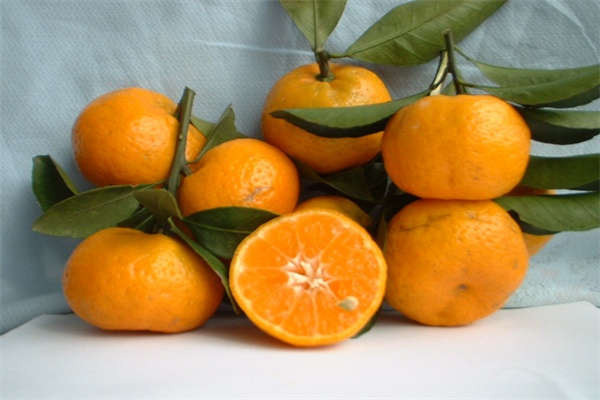 黄岩柑(图2)