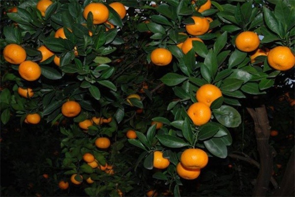 黄岩柑(图1)