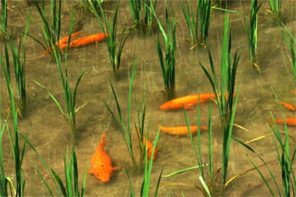 永嘉田鱼(图1) 永嘉田鱼(图1)