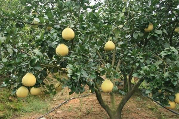 碧莲早香柚(图2)