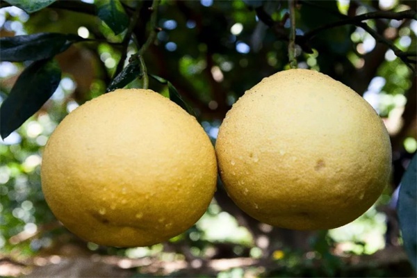 碧莲早香柚(图1)