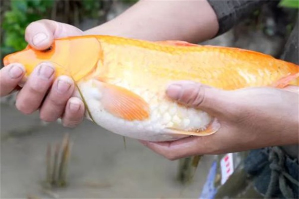 永嘉田鱼(图3) 永嘉田鱼(图3)