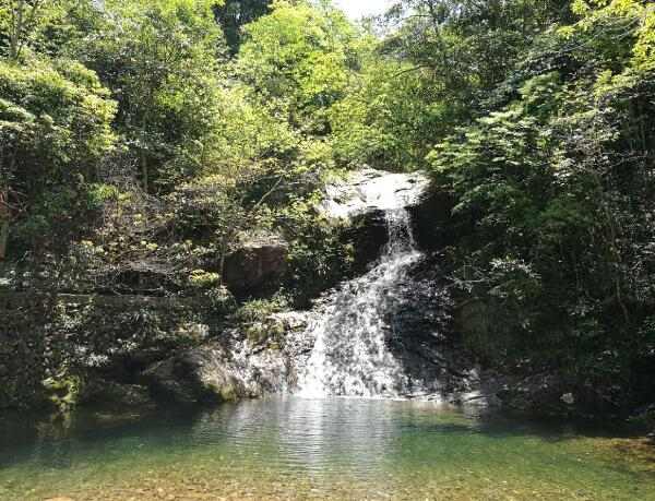 淡竹原始森林(图3)