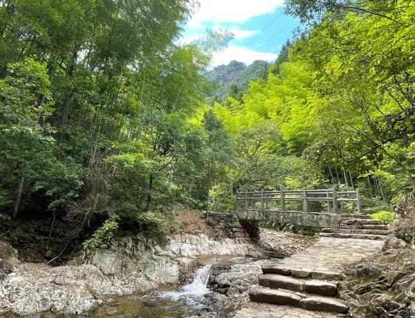 淡竹原始森林(图2)