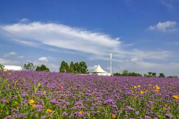 紫海鹭缘浪漫爱情主题公园(图2)
