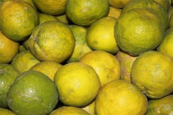 三寸黄柑擘(图1) 三寸黄柑擘(图1)