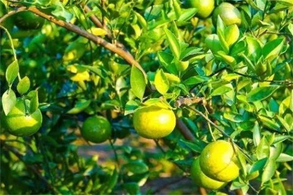 三寸黄柑擘(图3) 三寸黄柑擘(图3)