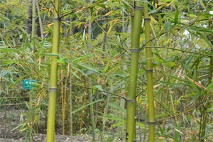 角竹 - 和风乐游农庄