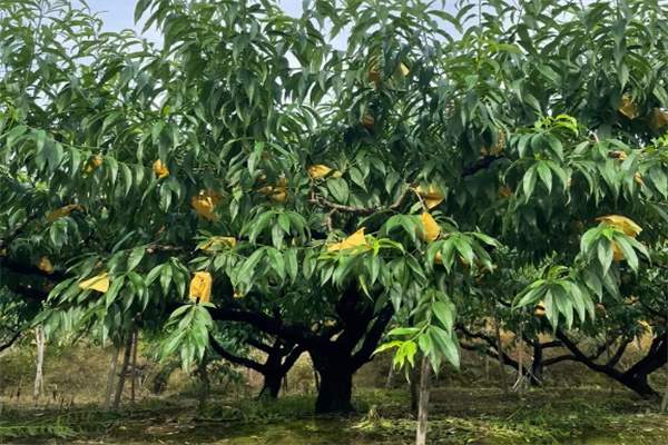 奉化水蜜桃(图2)