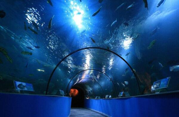苏州海洋馆(图2)