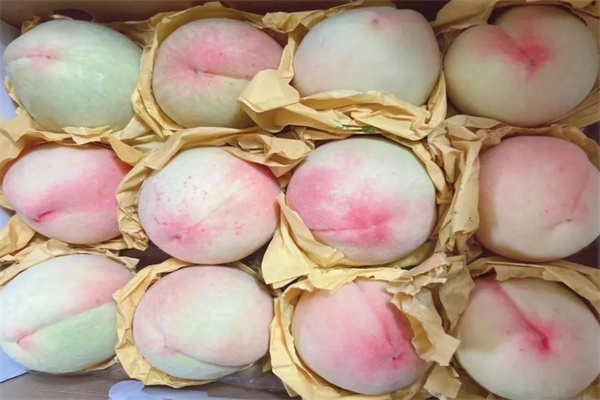 奉化水蜜桃(图1)