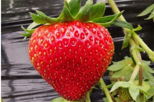 建德草莓(图2)