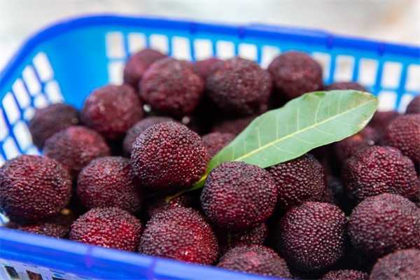 大浮杨梅(图2) 大浮杨梅(图2)