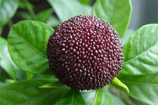 马山杨梅(图2) 马山杨梅(图2)