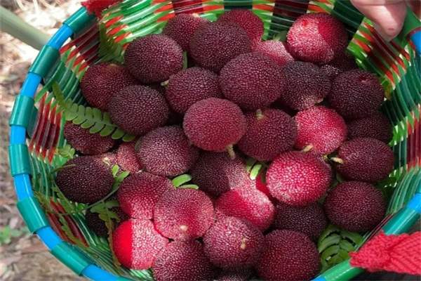 马山杨梅(图1) 马山杨梅(图1)