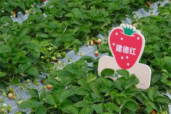 建德草莓(图1) 建德草莓(图1)