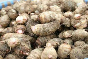 马山芋头 - 和风乐游农庄