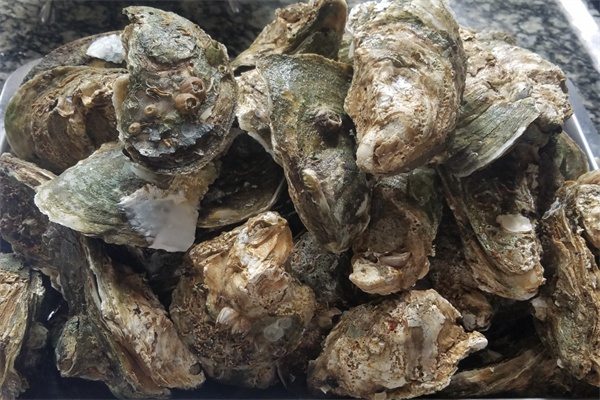 庄河牡蛎(图1)