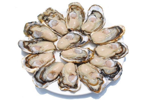 庄河牡蛎(图2)