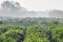 太湖翠竹茶(图2)