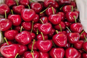 大连樱桃 - 和风乐游农庄