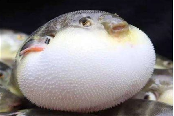 江阴河豚(图1) 江阴河豚(图1)