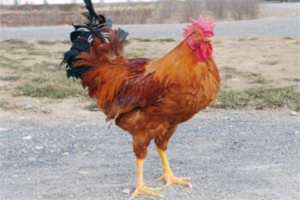 庄河大骨鸡(图1)