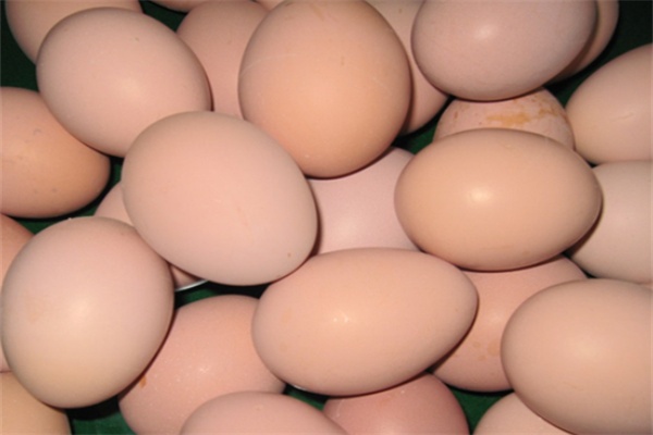 庄河大骨鸡(图2)