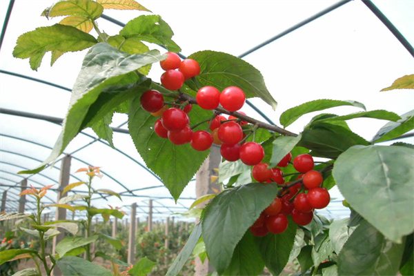 枫桥大干溪(图1)