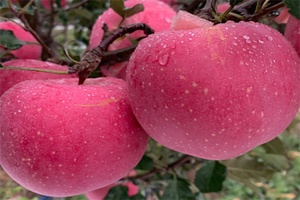 大连苹果 - 和风乐游农庄