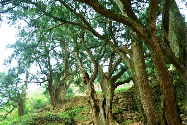 香榧森林公园(图1)