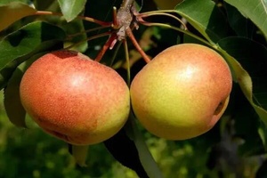 喀喇沁苹果梨 - 和风乐游农庄