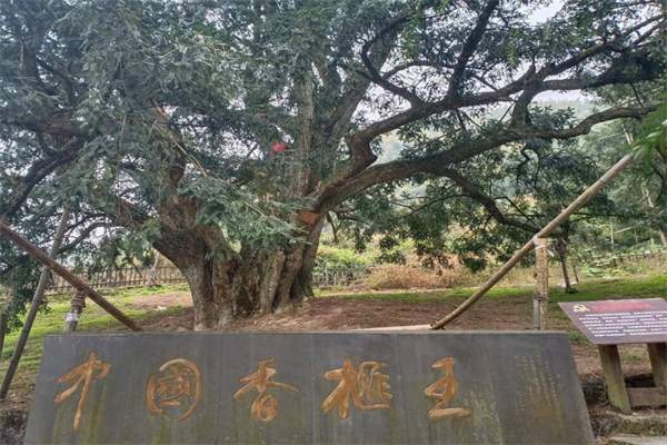 香榧森林公园(图2)