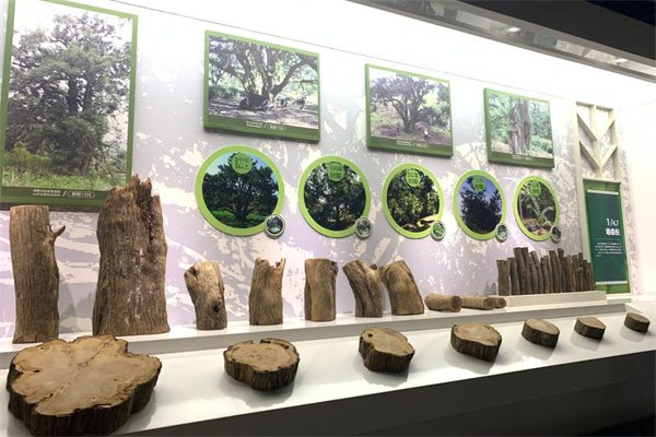 香榧森林公园(图3)