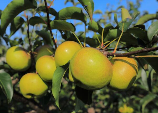 喀喇沁苹果梨(图1)