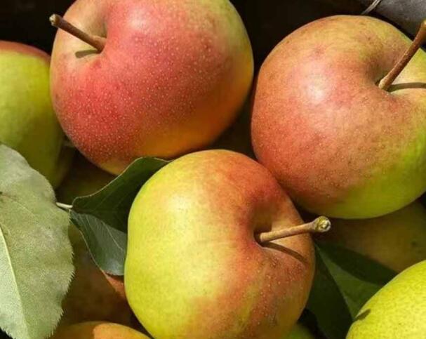 喀喇沁苹果梨(图3)