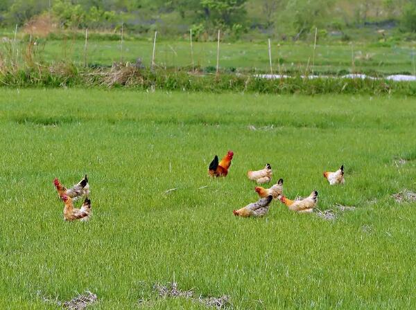 赤峰绿鸟鸡(图1)