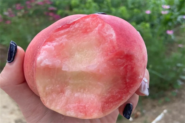 阳山水蜜桃(图2) 阳山水蜜桃(图2)