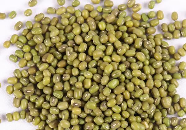 赤峰绿豆(图2)