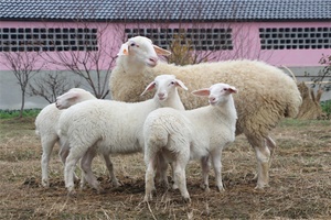 湖州湖羊 - 和风乐游农庄