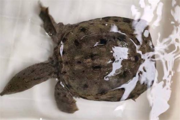 清溪花鳖(图1) 清溪花鳖(图1)