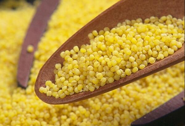 敖汉小米(图1) 敖汉小米(图1)