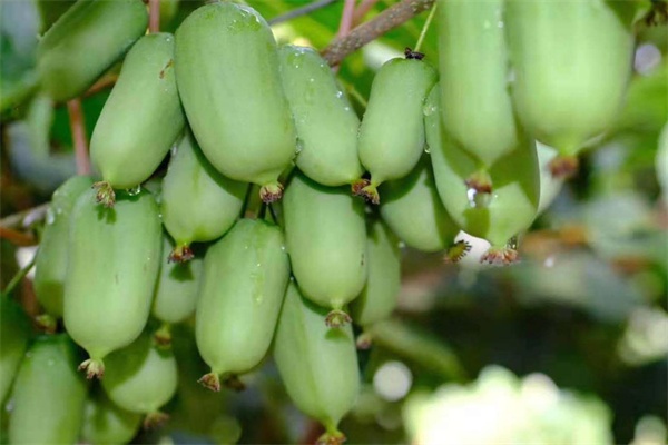 本溪软枣猕猴桃(图1)