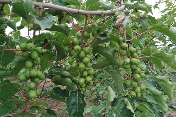 本溪软枣猕猴桃(图2)