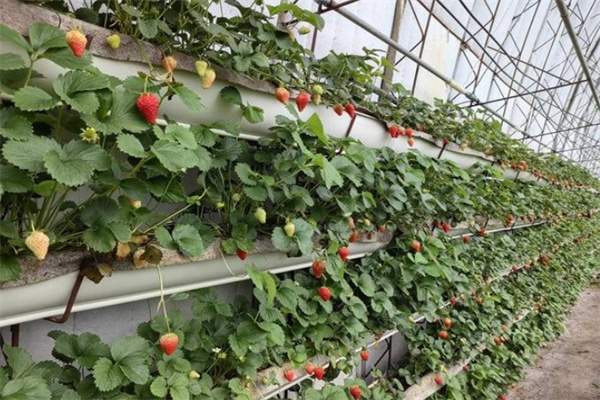 桓仁草莓(图2) 桓仁草莓(图2)