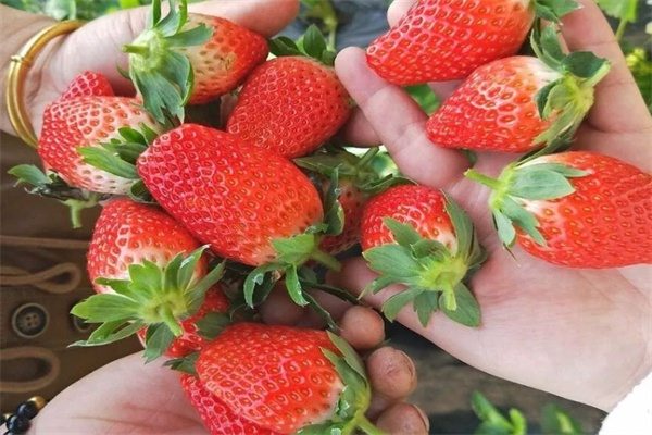 桓仁草莓(图1) 桓仁草莓(图1)