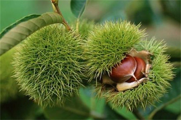 桓仁板栗(图1)