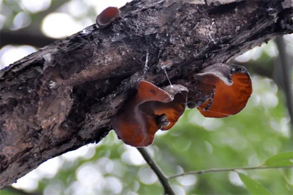 桓仁黑木耳(图1)